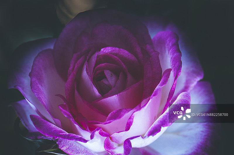 紫红色的玫瑰在黑暗中绽放图片素材