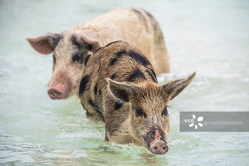 在巴哈马无人居住的猪岛，埃克苏马的两头正在游泳的野猪。图片素材