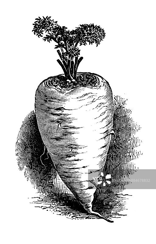 植物学蔬菜植物仿古雕刻插图:白胡萝卜图片素材
