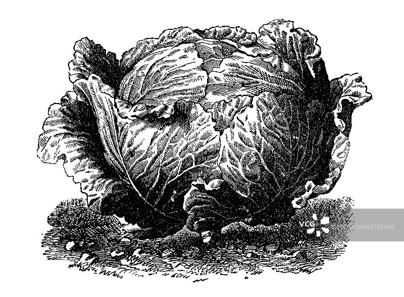 植物、蔬菜、植物仿古雕刻插图:施魏因福卷心菜图片素材
