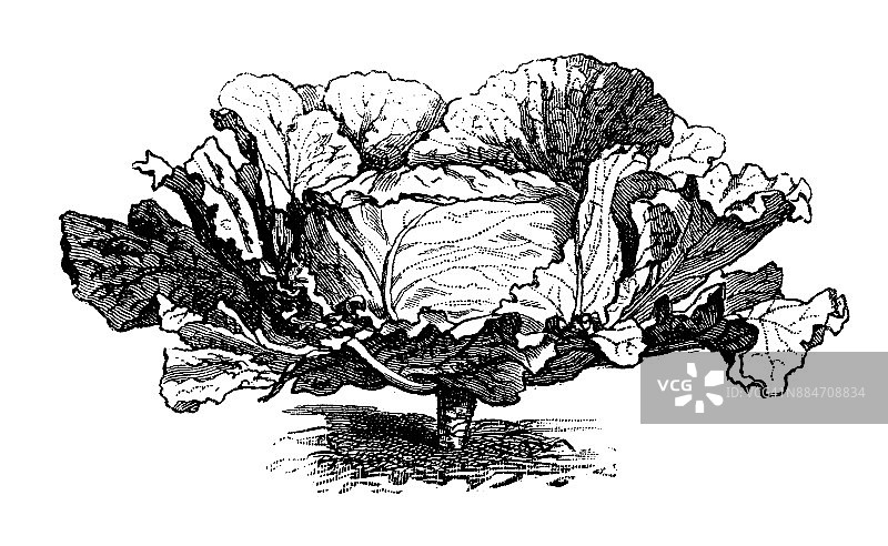 植物、蔬菜、植物仿古雕刻插图:哈巴斯卷心菜图片素材