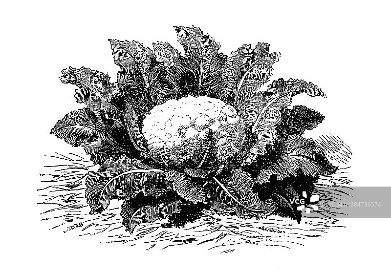 植物学蔬菜植物仿古雕刻插图:复活节花椰菜图片素材