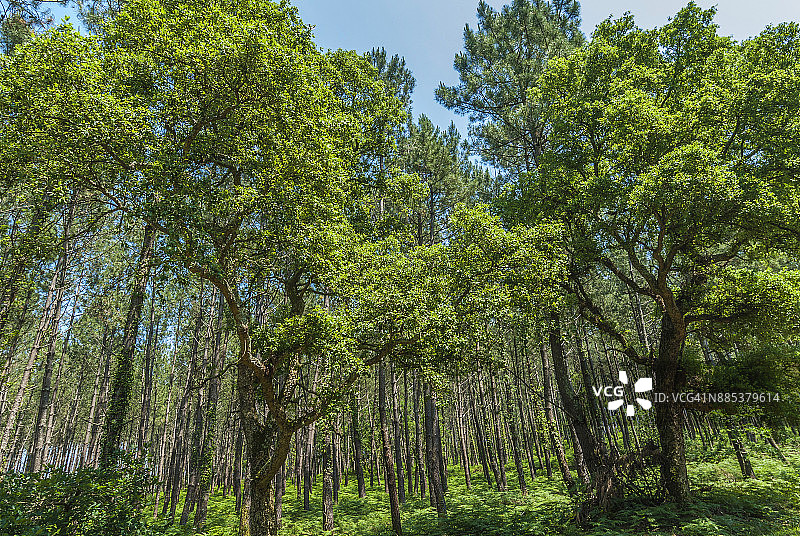 法国，朗德，米米赞，海洋松树和软木橡树林图片素材
