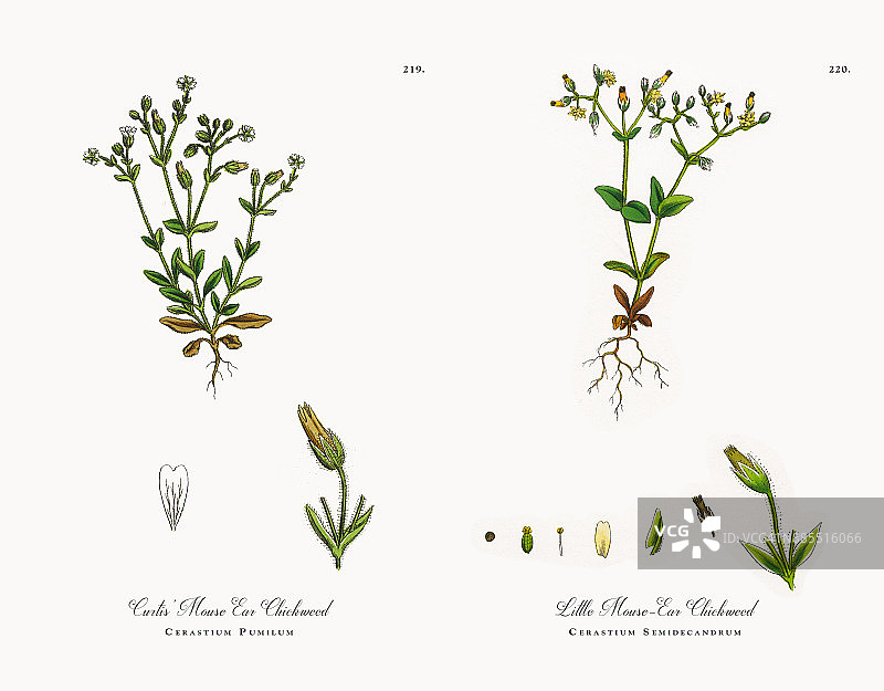 鼠耳雀稗，Cerastium Pumilum，维多利亚植物学插图，1863年图片素材