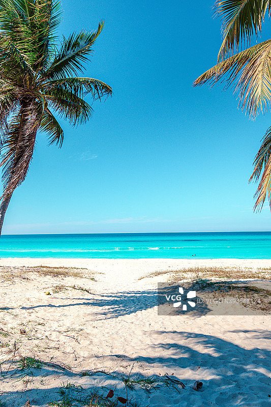 加勒比海滩棕榈图片素材