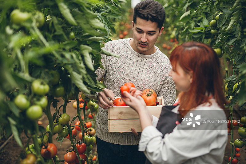 年轻夫妇在花园里摘西红柿图片素材