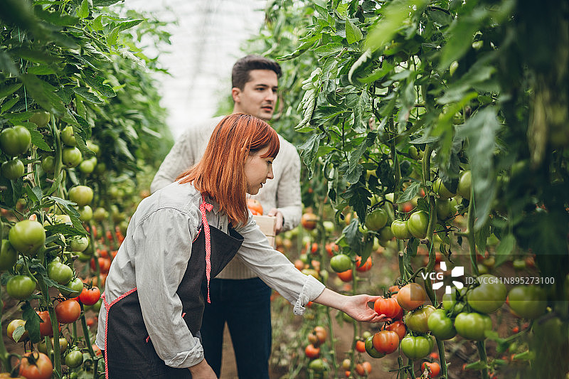 年轻夫妇在花园里摘西红柿图片素材
