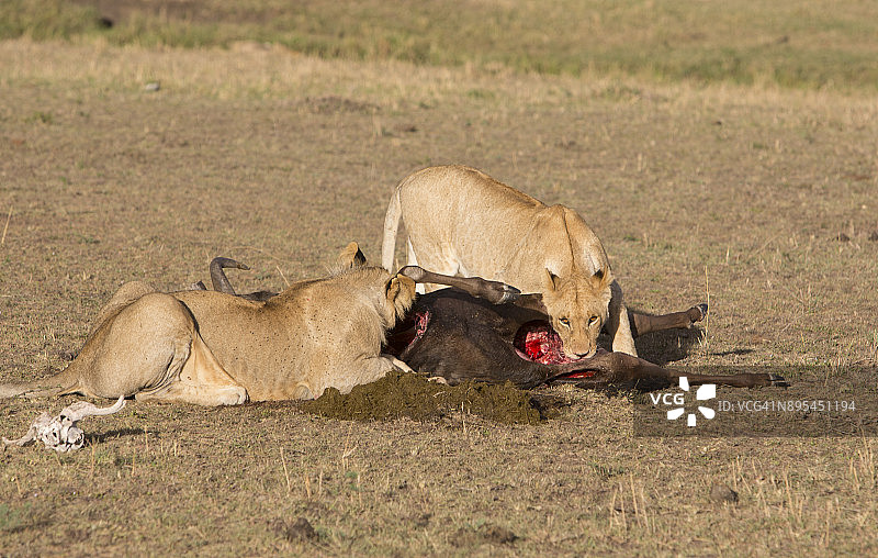 肯尼亚，东非，马赛马拉，狮子在吃牛羚，Olare Motorogi保护区，图片素材