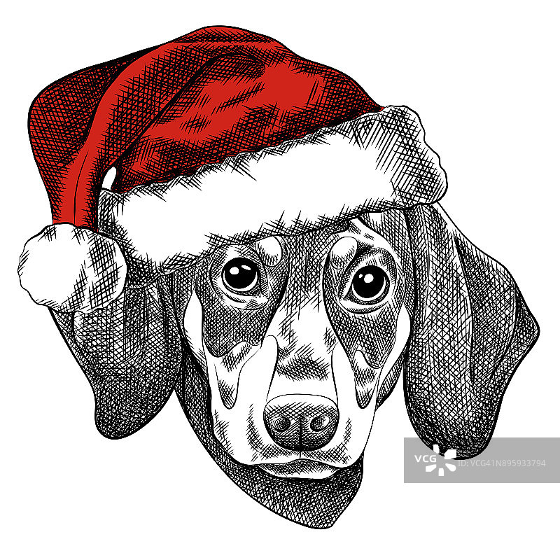 矢量插图的腊肠狗为圣诞贺卡。戴着圣诞老人红帽子的腊肠狗。图片素材