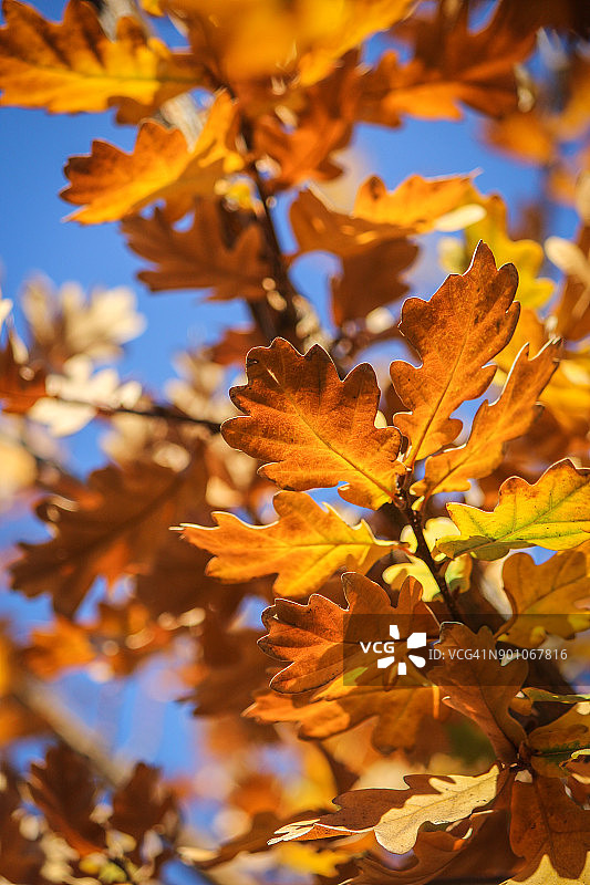 橡树叶上的秋色图片素材