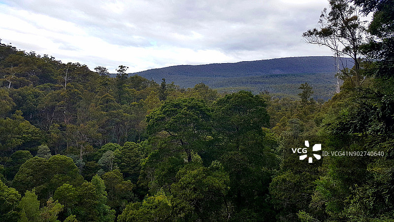 从罗素瀑布、菲尔德山国家公园、塔斯马尼亚、澳大利亚山顶俯瞰森林图片素材