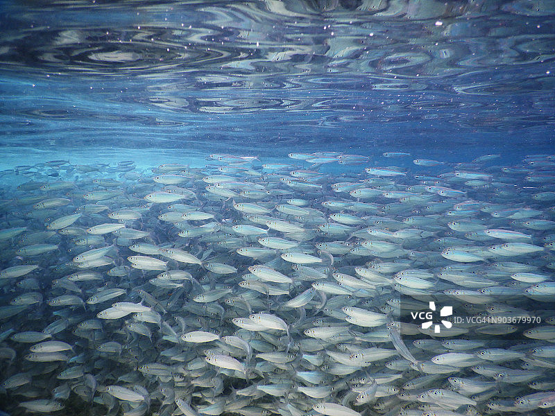退潮时马尔代夫泻湖浅水中的小鱼群图片素材