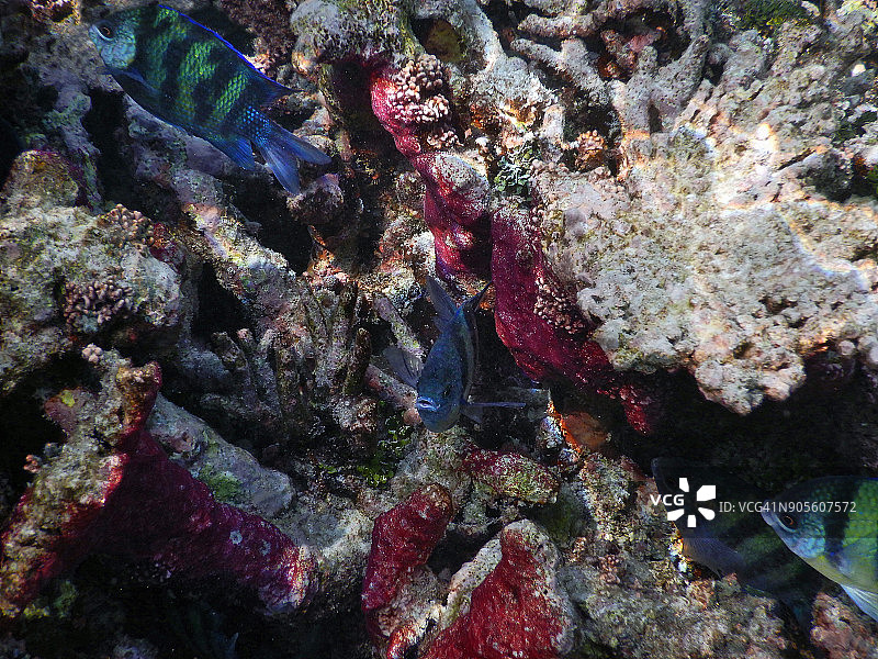 马尔代夫珊瑚礁上的彩色小热带鱼图片素材