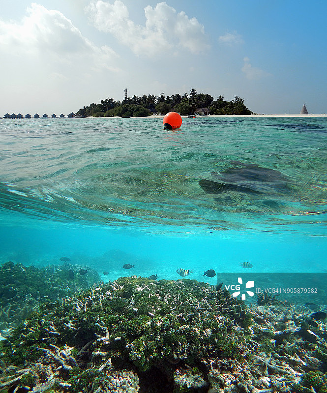 漂白珊瑚礁上绿藻中的小热带鱼图片素材