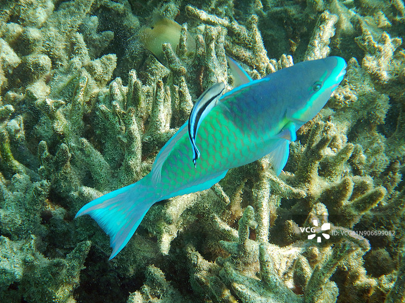 鹦嘴鱼和鮣鱼(吸盘鱼)在马尔代夫的珊瑚礁上图片素材
