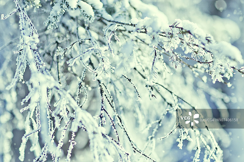 雪覆盖了云杉的树枝。冬季自然图片素材