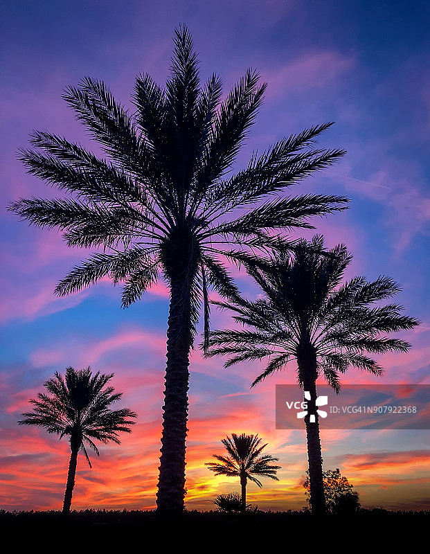 多彩的日落与棕榈树图片素材