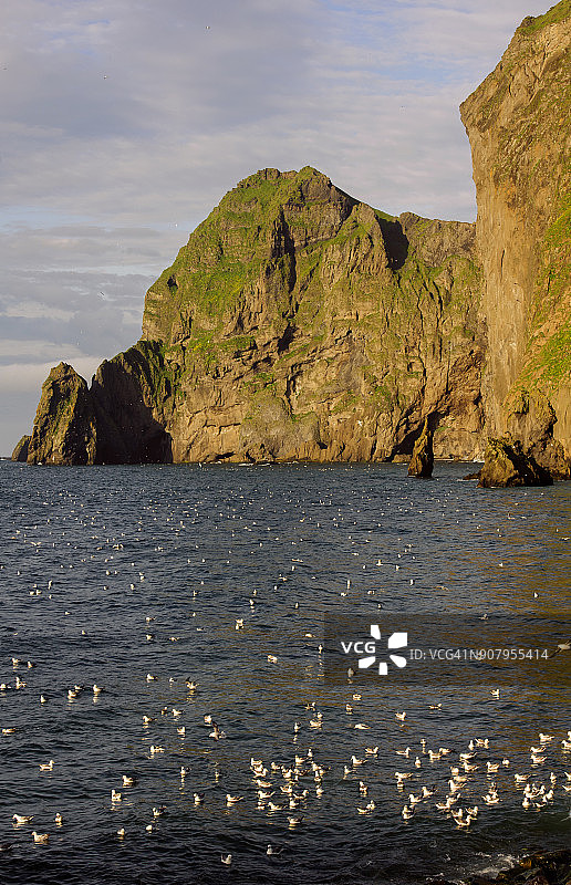 冰岛Vestmannaeyjar，一大群海鸥图片素材