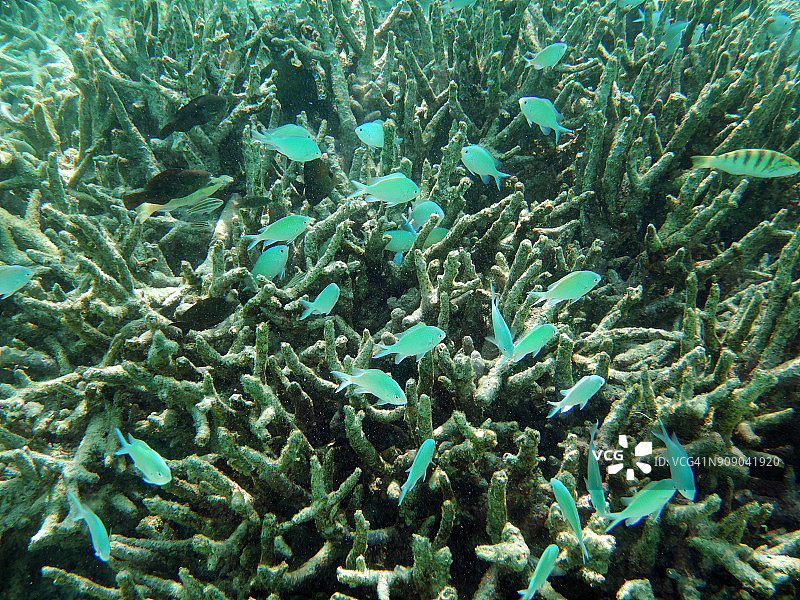 指状珊瑚群中的绿色铬图片素材