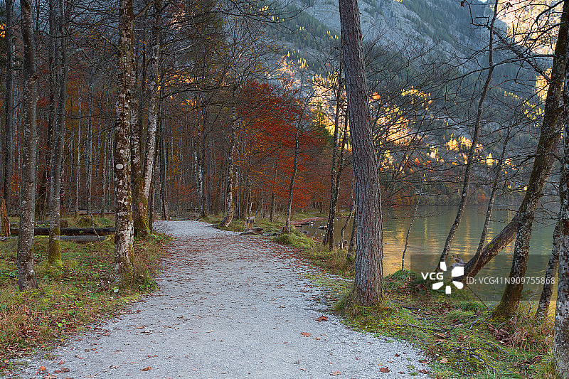 蜿蜒的森林小径被五彩缤纷的落叶林包围着图片素材