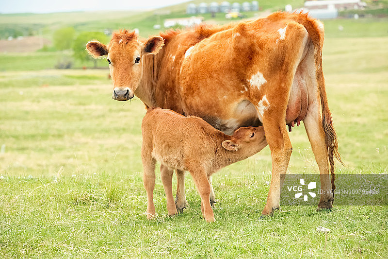 泽西母牛妈妈正在喂养她的小牛图片素材