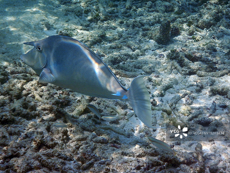 马尔代夫泻湖浅水区的独角鱼图片素材