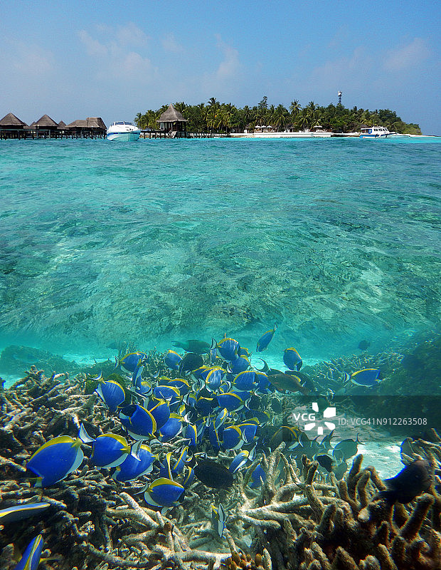 马尔代夫岛和粉蓝刺尾鱼图片素材