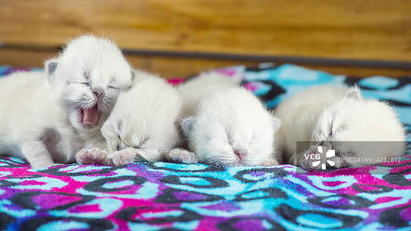 毯子上的四只新生小猫图片素材