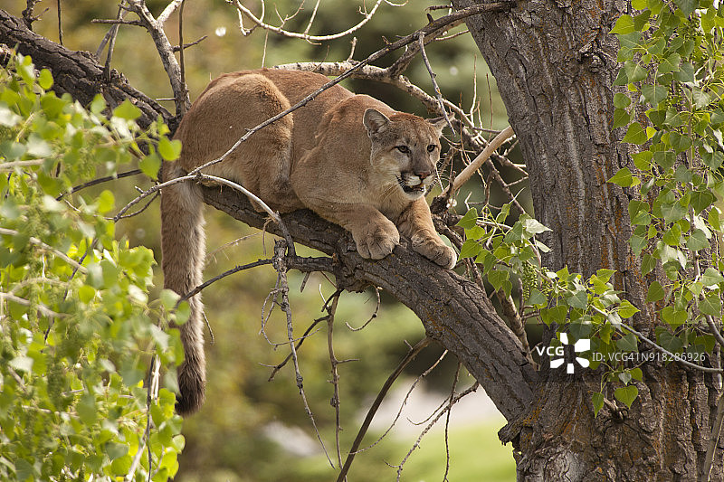 野生美洲狮栖息在科罗拉多州莫里森棉白杨树上图片素材