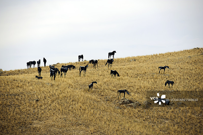 美国蒙大拿州波兹曼附近的山上有一大群马雕塑图片素材