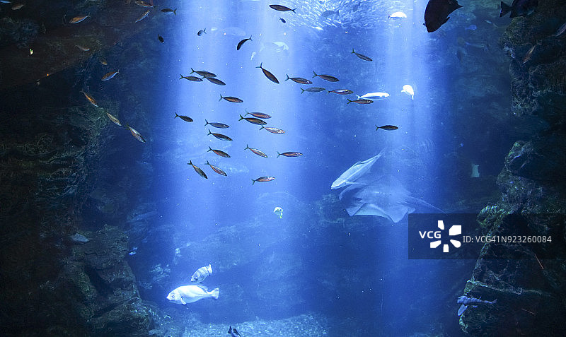 令人惊叹的水下鲭鱼的海面下图片素材