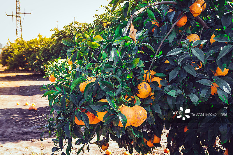 柑橘种植园里的小柑橘的特写图片素材