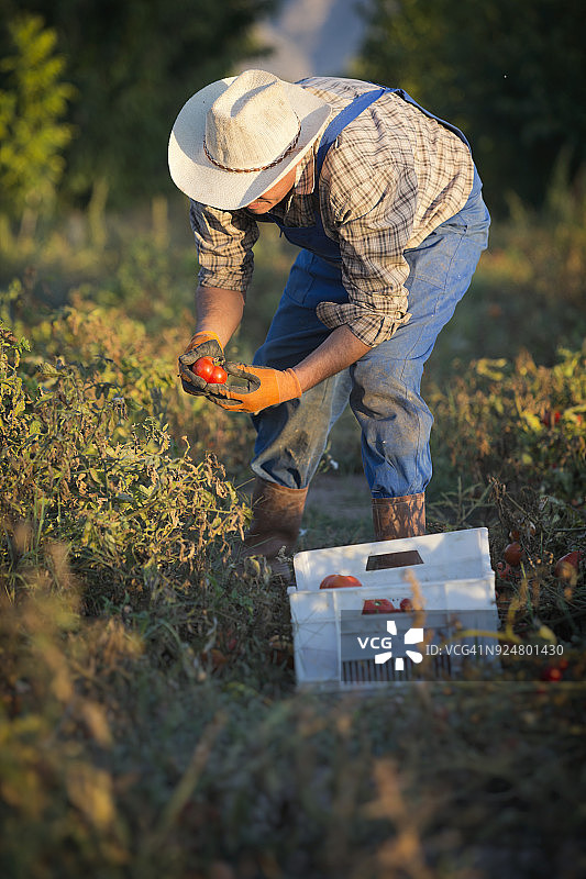 番茄田的农民图片素材