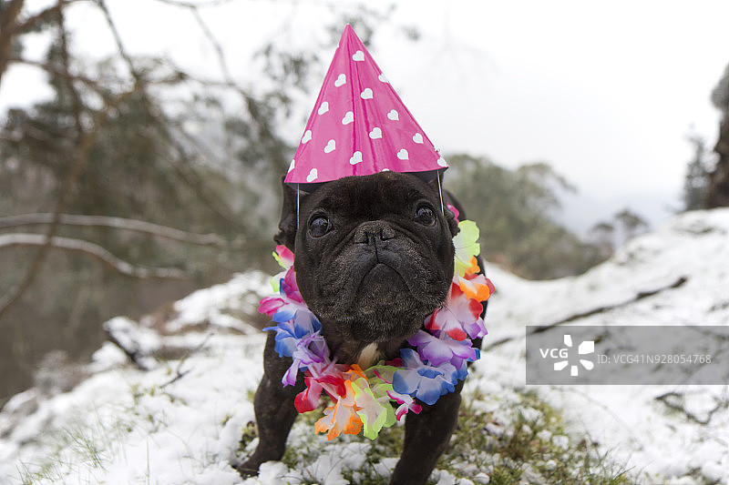 雪地里戴派对帽的狗图片素材