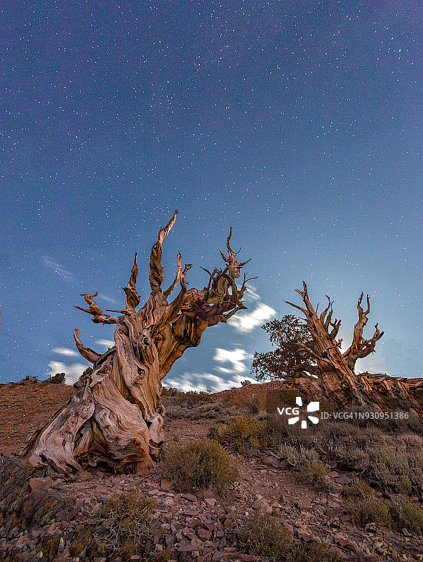 加利福尼亚狐尾松森林的星夜图片素材