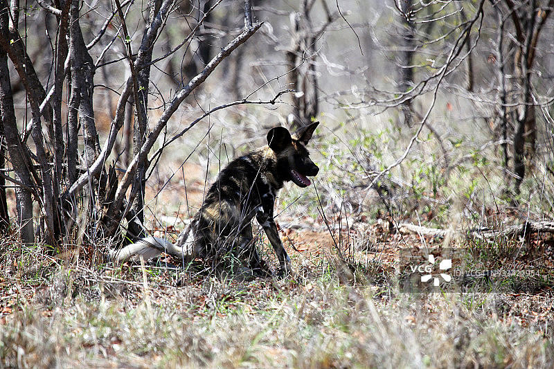 南非克鲁格国家公园的野狗图片素材