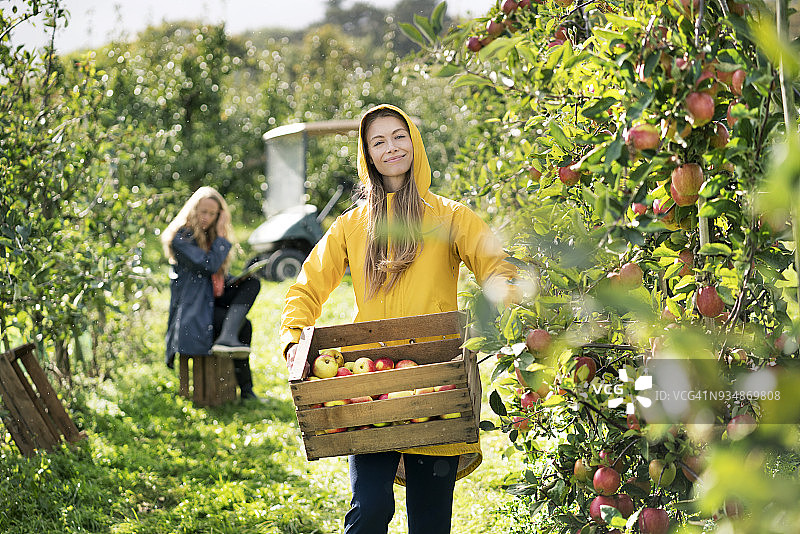 两个妇女在果园里摘苹果图片素材