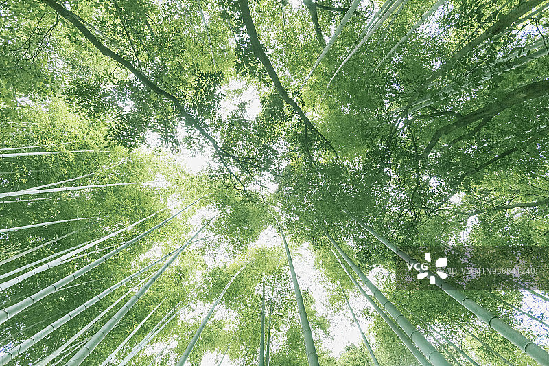 绿色日本竹林图片素材