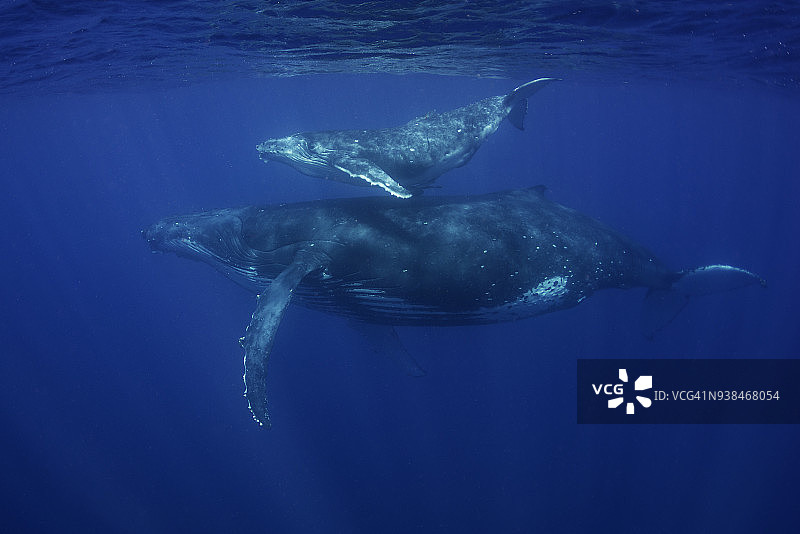 汤加王国，座头鲸和她的幼崽游泳。图片素材