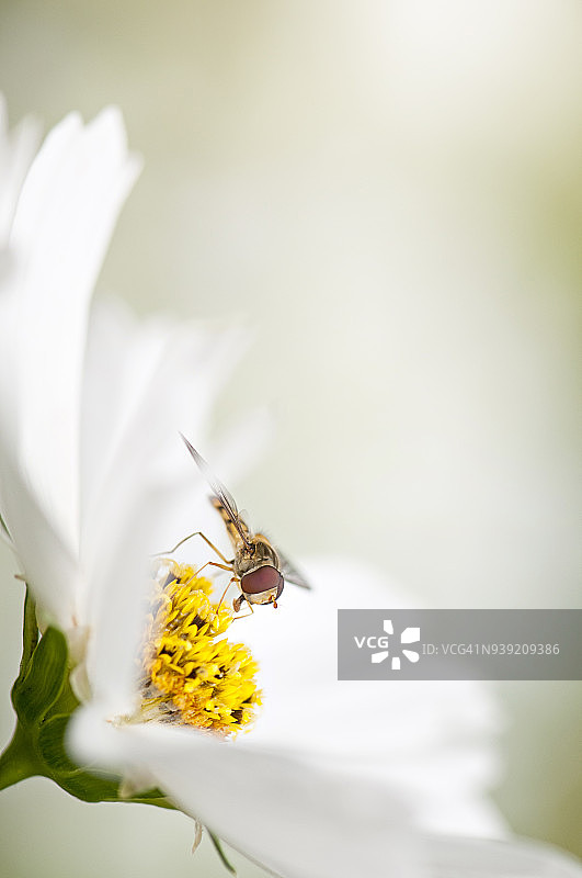 这是一只食蚜蝇收集夏季Cosmos花朵花粉的特写照片图片素材