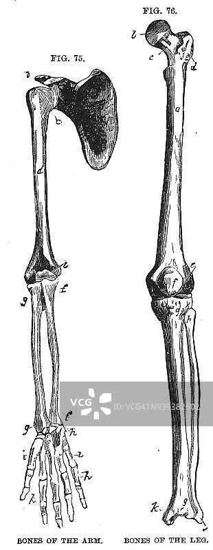 雕刻手臂和腿部的骨头图片素材