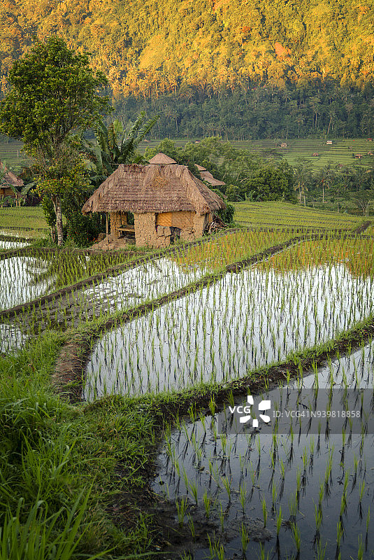 巴厘岛广阔稻田上的日出。图片素材
