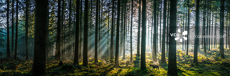 阳光透过薄雾松林林地全景日出图片素材