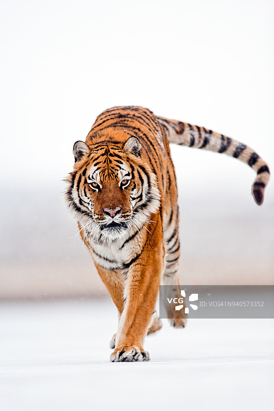 一只成年雄性东北虎正在野外奔跑图片素材