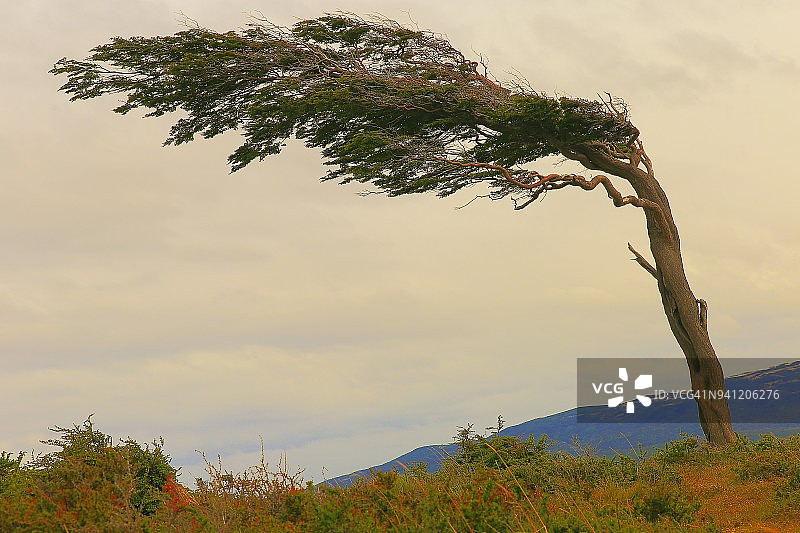 乌斯怀亚风变形树的象征-火地岛，阿根廷图片素材