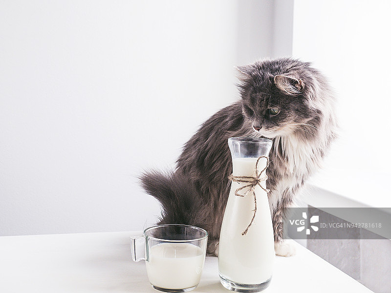 可爱的灰猫喝着新鲜的牛奶图片素材