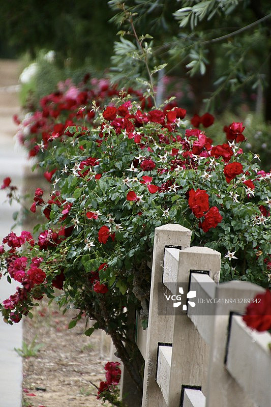 白色尖桩篱笆，两旁是生机勃勃的盛开的红玫瑰图片素材