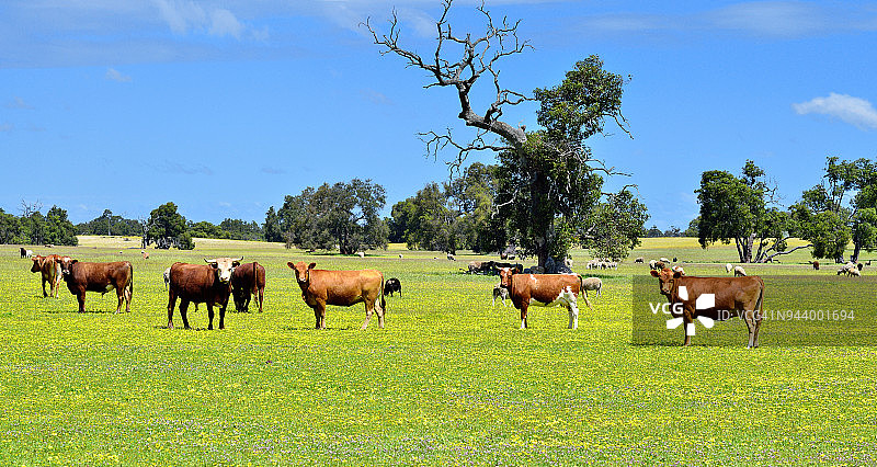 澳大利亚天然牧场图片素材