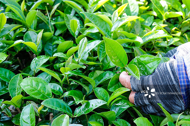 农民双手采摘新鲜的绿茶芽，茶园农业，自然背景图片素材