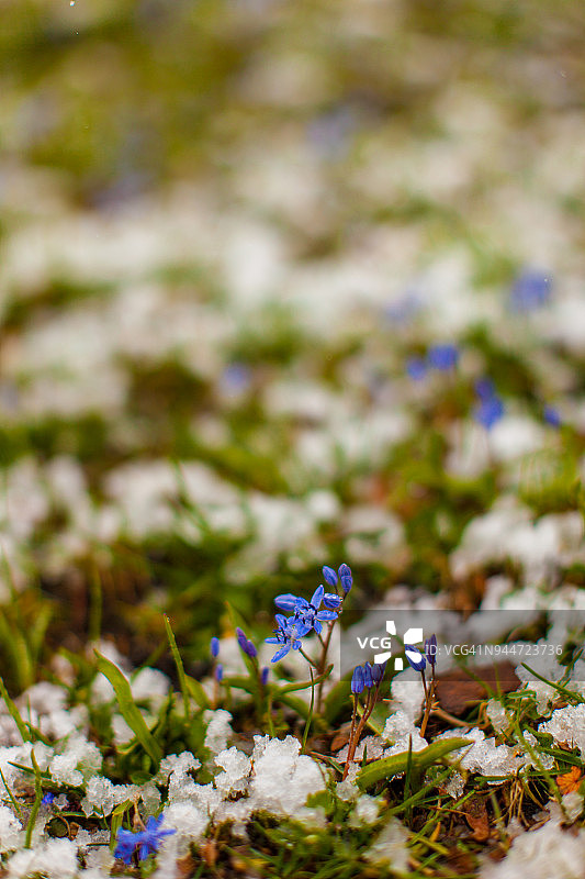 花在初春的雪地里生长图片素材